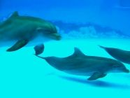 Delfine aqualand teneriffa