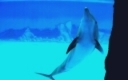 dolphin planet aqualand teneriffa3