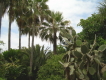 Palmen im Loro Parque auf Teneriffa