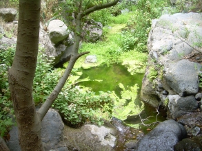 Barranco del Infierno Wasserfläche mit Wasserpflanzen