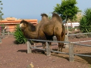 Camello Center Teneriffa Kamel