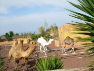 Teneriffa Camello Center mit Kamelen