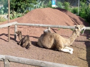 Jungtier mit Mutter im Camello Center Teneriffa