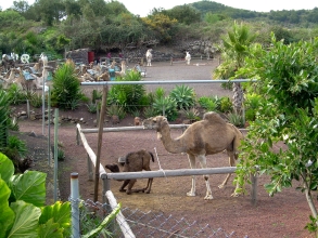 Camello Center Teneriffa Kamel mit Jungtier