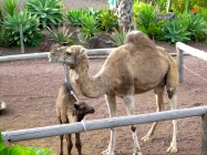 Camello Center Teneriffa kleines Kamel