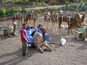 Camello Center Teneriffa 