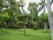 Drachenbaum im Loro Parque auf Teneriffa