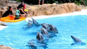 Delfin-Loro Parque-Ilse-Teneriffa