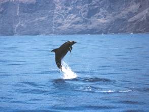 Delfin vor Los Gigantes-Teneriffa