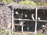 Hühner El Hierro Museum