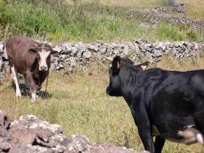 El Hierros Kühe in steinumgrenzten Weiden