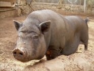 Schwein Teneriffa Animal Park