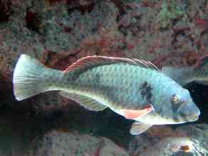 Papageienfisch Weibchen Teneriffa, Kanaren