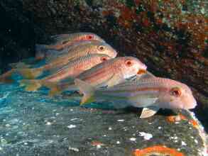 rötliche Fischart am Grund, Kanarische Inseln