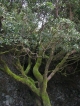 Baum Garoe
