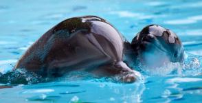 Geburt Delfin Baby Loro Parque 2012