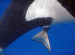 Geburt des Orca Babys im Loro Parque