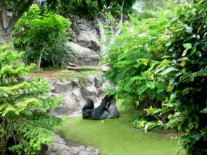 Gorilla beim Liegen Loro Parque