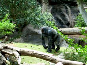 Gorilla beim Wandern im Loro Parque