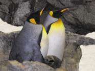 Junge Pinguine im Loro Parque