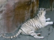 jungle park teneriffa weisser Tiger