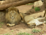Teneriffa Jungle Park Löwen
