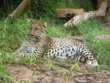 Teneriffa Jungle Park jaguar