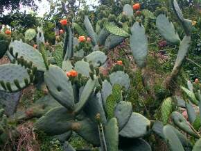 Kaktusfrüchte in Masca Teneriffa