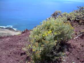 Kanaren Vegetation Pflanze auf Teneriffa