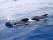 Delfine Wale der Kanaren