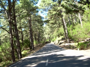 La Esperanza  Wald auf Teneriffa