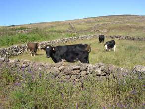 Las Montanetas Kühe auf El Hierro