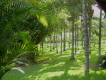 Palmen im Park - Loro Parque