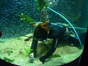 Verbesserungsarbeiten im Aquarium vom Loro Parque