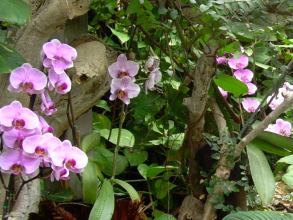 Loro Parque Orchideen in der Anlage