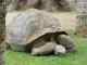 Schildkröten Teneriffa im Loro Parque