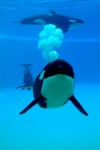 Orca im Loro Parque Teneriffa