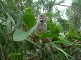 monkey park teneriffa