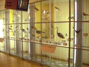 Museum Natur Mensch Vögel Teneriffa 2