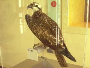 Museum Natur Mensch Vögel Teneriffa 4