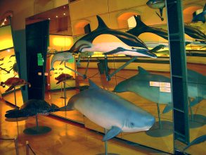 Museum Natur Mensch Wale Teneriffa