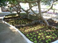 Oasis Valle Teneriffa gartenpflanzen