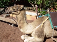 kamel im Oasis Valle Teneriffa