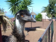 Emu im Oasis Valle Teneriffa