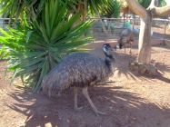 Oasis Valle Teneriffa Emu