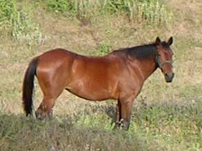 Pferd El Hierro
