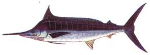 Picudo Blauer Marlin Kanaren