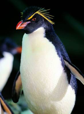 Pinguiin Loro Parque 2012