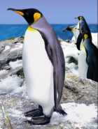 Pinguine Loro Parque Teneriffa