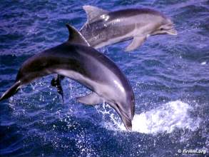 springende Delfine Royal Delfin Teneriffa